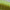 Olive Paradise - Dipped Taper Candles - 19cm